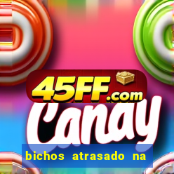 bichos atrasado na loteria dos sonhos